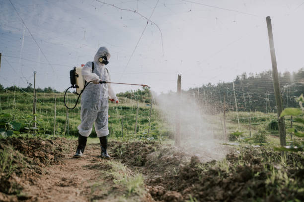 Best Termite Control Services  in Belfair, WA