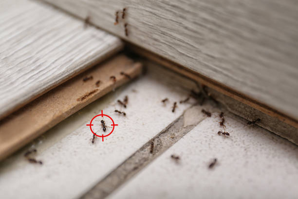 Best Rat Extermination Near Me  in Belfair, WA