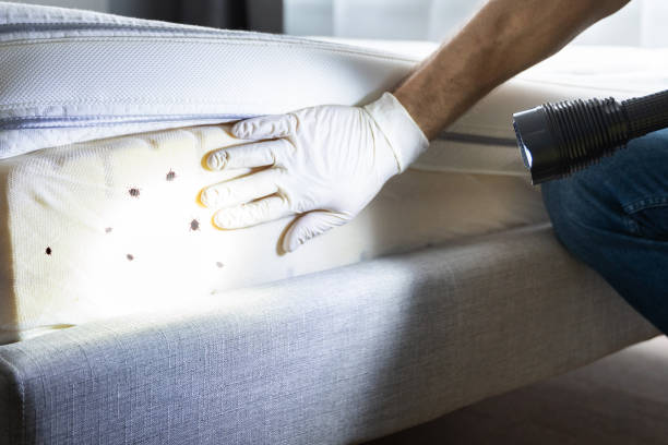 Wasp Removal Services in Belfair, WA