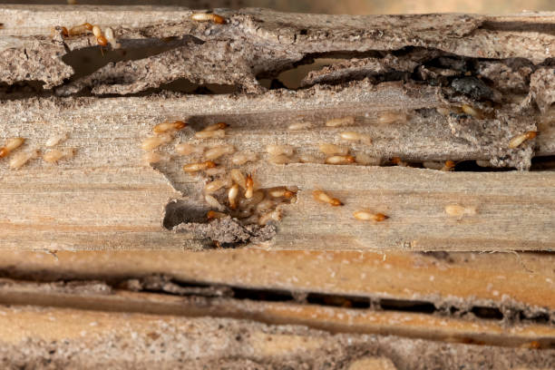 Best Wasp Removal Services  in Belfair, WA
